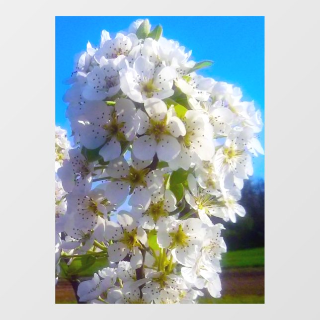  Pear Blossoms  Window Cling (Sheet)