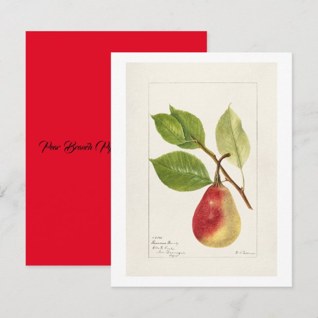 Pear Branch (Pyrus Communis)(1893) Small Card (Front/Back)