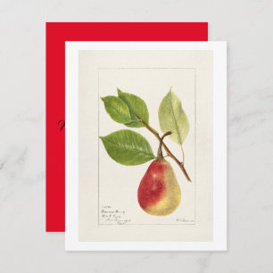 Pear Branch (Pyrus Communis)(1893) Small Card
