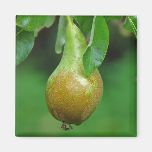 Pear Conference magnet