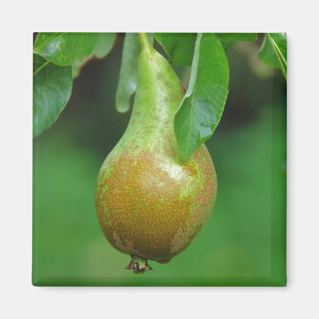 Pear Conference magnet (Front)