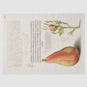 Pear French Rose Calligraphy  Tissue Paper