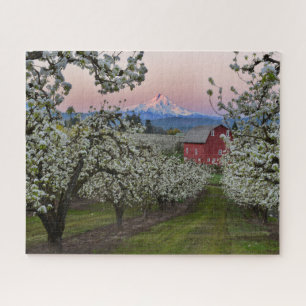 Pear Orchard in Bloom with Barn near Mount Hood Jigsaw Puzzle