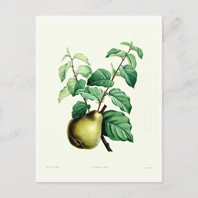 Pear Postcard (Front)