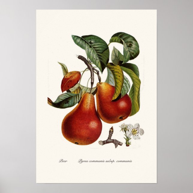 Pear Poster (Front)