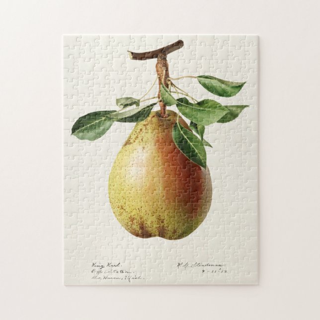 Pear (Pyrus Communis) Fruit Watercolor Painting Jigsaw Puzzle (Vertical)
