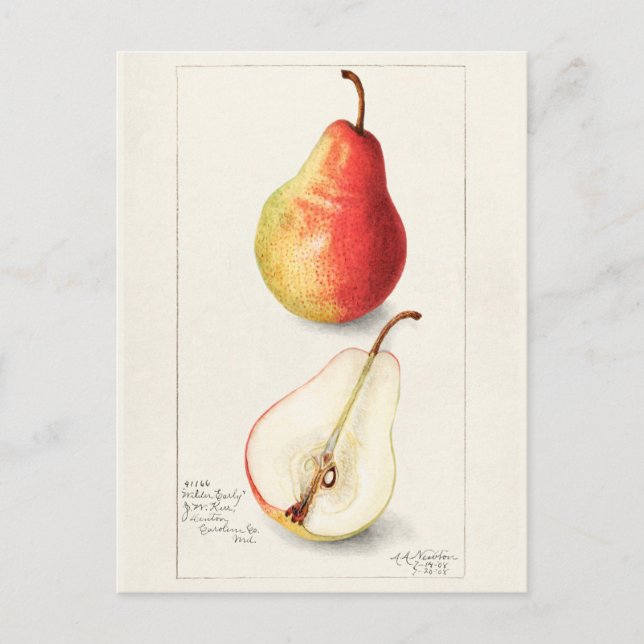 Pear (Pyrus Communis) Fruit Watercolor Painting Postcard (Front)