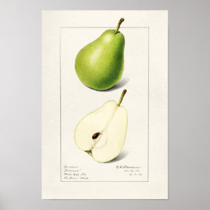 Pear (Pyrus Communis) Fruit Watercolor Painting Poster