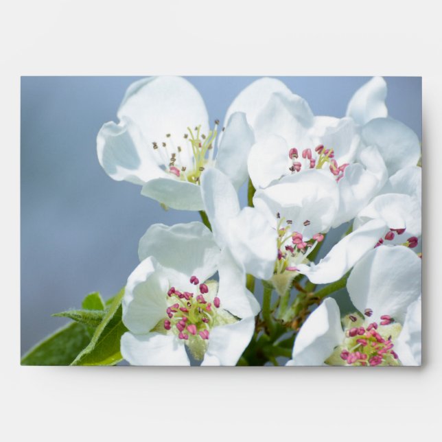 Pear tree blooming envelope (Front)