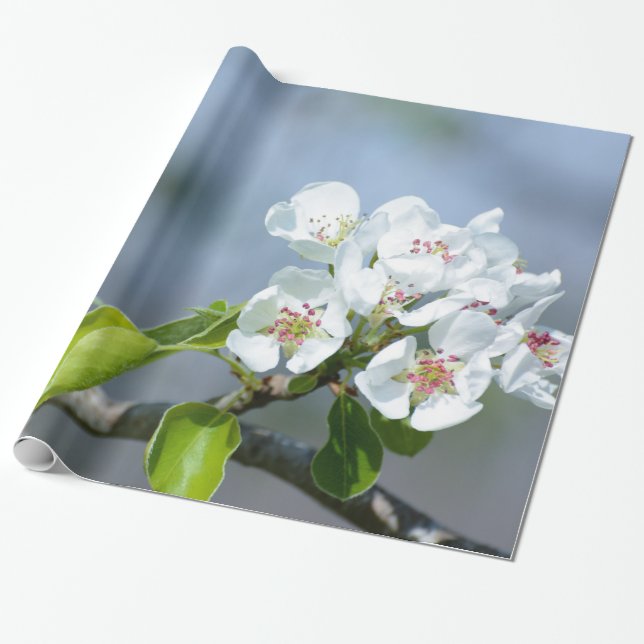 Pear tree blooming wrapping paper (Unrolled)