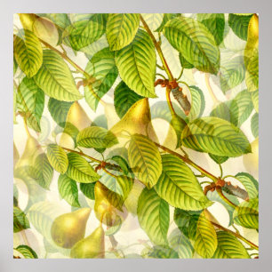 Pear Tree Branches & Pears Pattern Poster