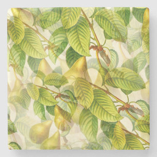 Pear Tree Branches & Pears Pattern Stone Coaster