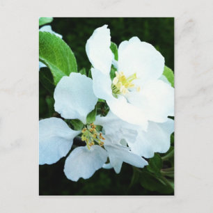 Pear tree flower postcard