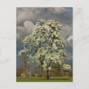 Pear tree in blossom postcard