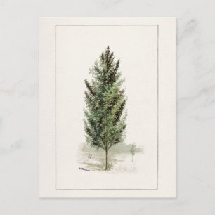 Pear Tree (Pyrus communis) Watercolor Painting Postcard