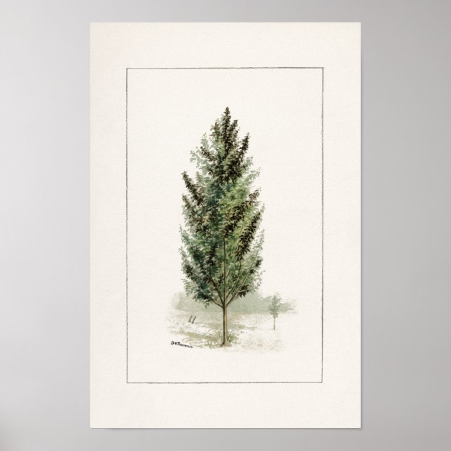 Pear Tree (Pyrus communis) Watercolor Painting Poster (Front)