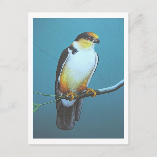Pearl Kite Postcard (Front)