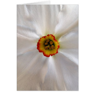 pearl white narcissus