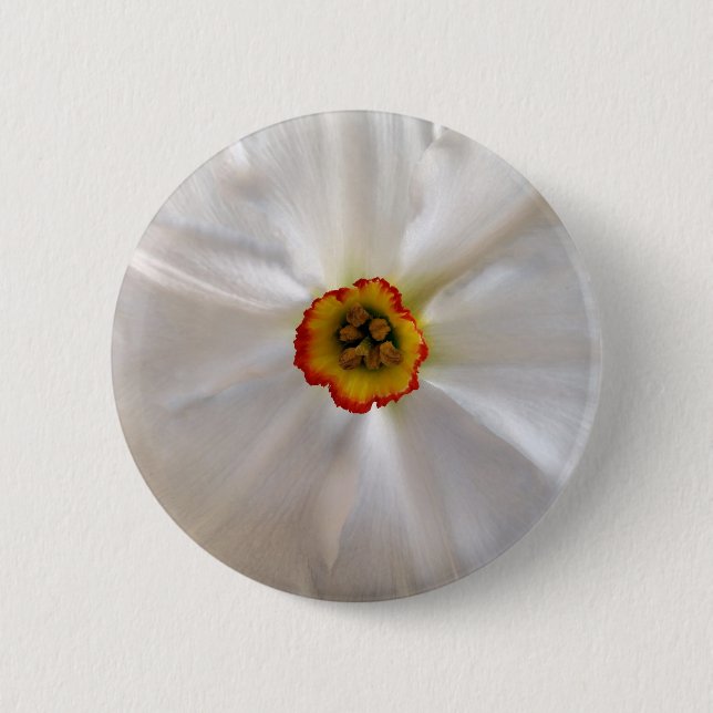 pearl white narcissus 2 inch round button (Front)