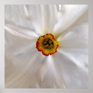 pearl white narcissus poster