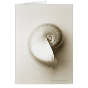 Pearlised nautilus sea shell 2