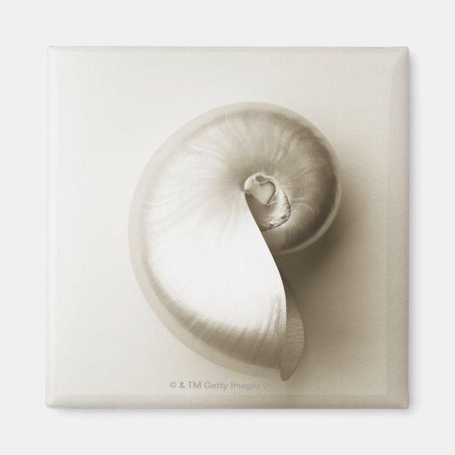 Pearlised nautilus sea shell 2 magnet (Front)