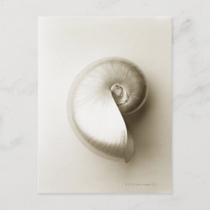 Pearlised nautilus sea shell 2 postcard