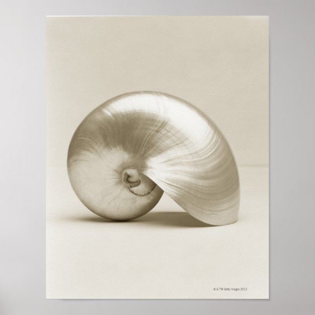 Pearlised nautilus sea shell poster (Front)