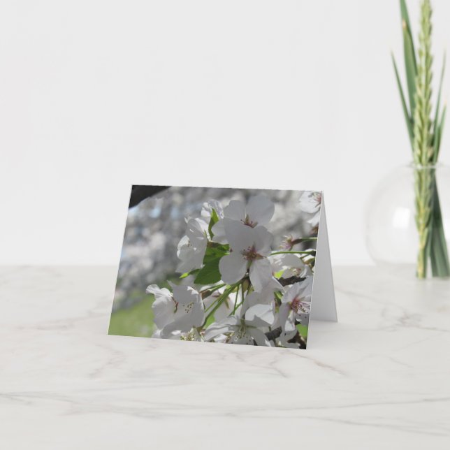 Pearly White Cherry Blossom Greeting Card  (Front)