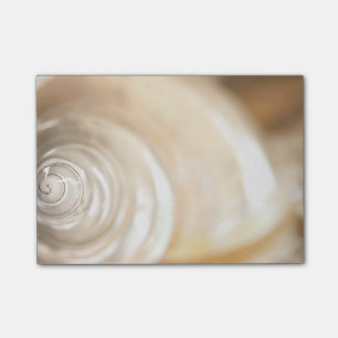 Pearly White Sea Shell Marine Nature Post-it Notes