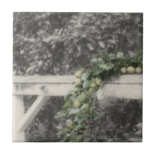 Pears And Hitching Post In Black And White Nature Tile
