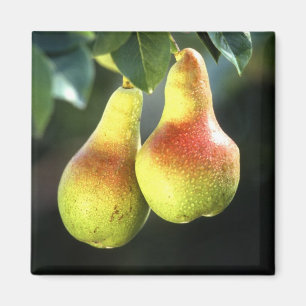 Pears Magnet
