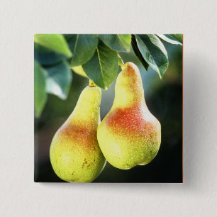 Pears on a Tree Photograph 2 Inch Square Button