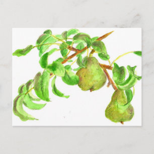 Pears Watercolor Summer Fruit Painting Postcard