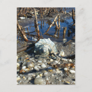 Pebble Beach 2 Postcard