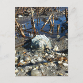 Pebble Beach 2 Postcard