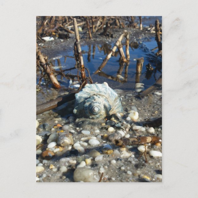 Pebble Beach 2 Postcard (Front)