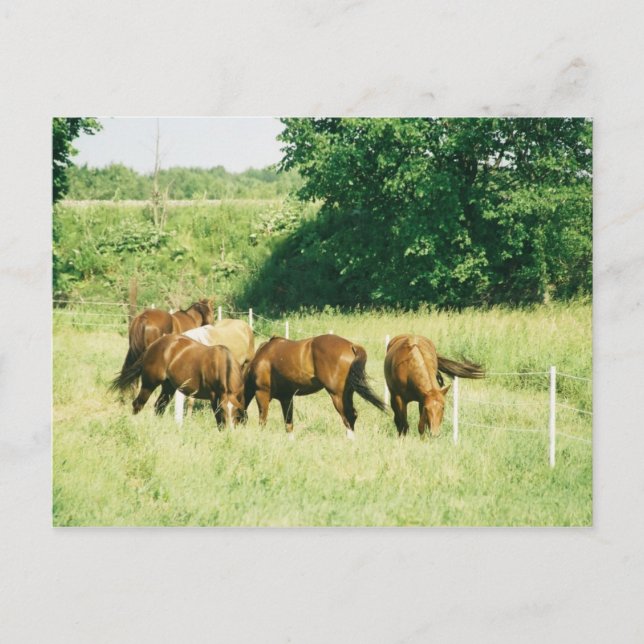 Pebbles, Lady, Sugar,Limited, and Gump Postcard (Front)