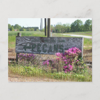 Pecans This Way Sign w/ Azaleas Postcard