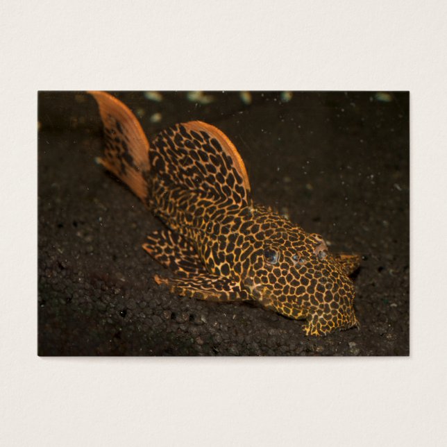 Peckoltia Compta (Front)