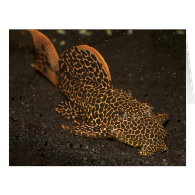 Peckoltia Compta (Devant horizontal)