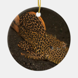 Peckoltia Compta Ceramic Ornament