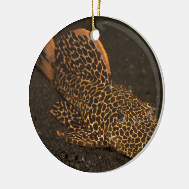 Peckoltia Compta Ceramic Ornament (Left)