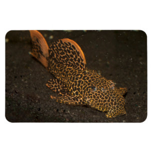 Peckoltia Compta Magnet