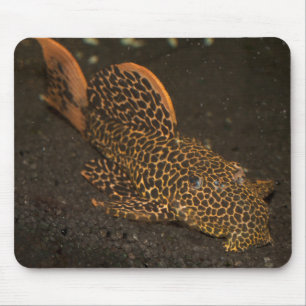 Peckoltia Compta Mouse Pad