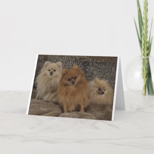 pedigree pomeranian teacup trio 39 s day holiday teacup pomeranian size chart