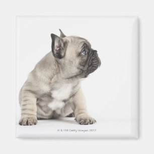 Pedigree puppy magnet