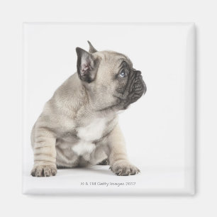 Pedigree puppy magnet