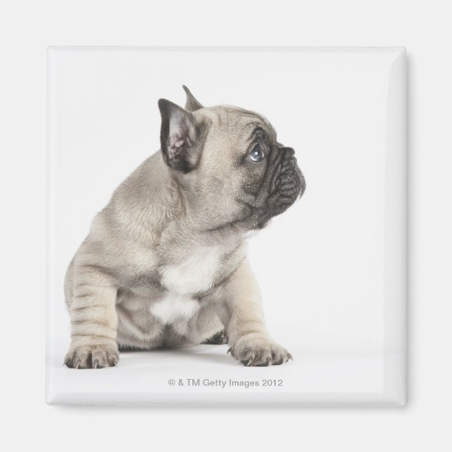 Pedigree puppy magnet (Front)