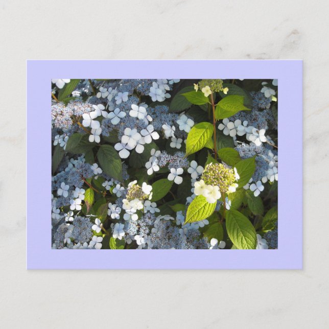 Peegee Hydrangea Postcard (Front)